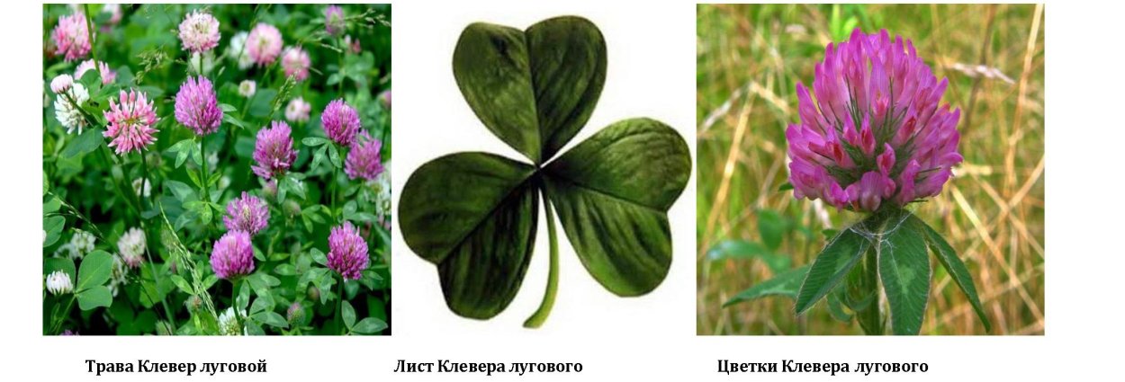 Опушенность клевера ползучего