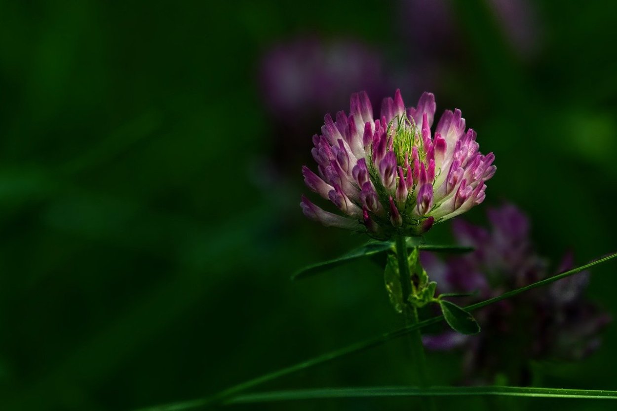 Клевер Луговой - Trifolium pratense l