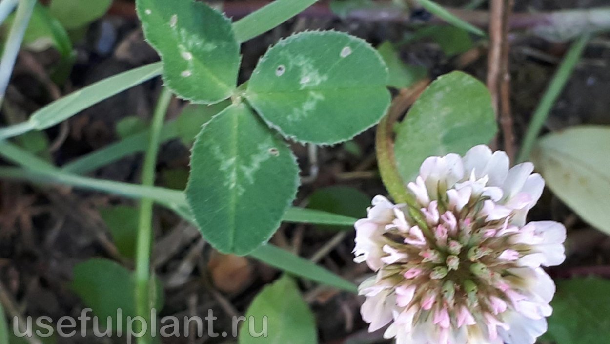 Клевер полевой край листа