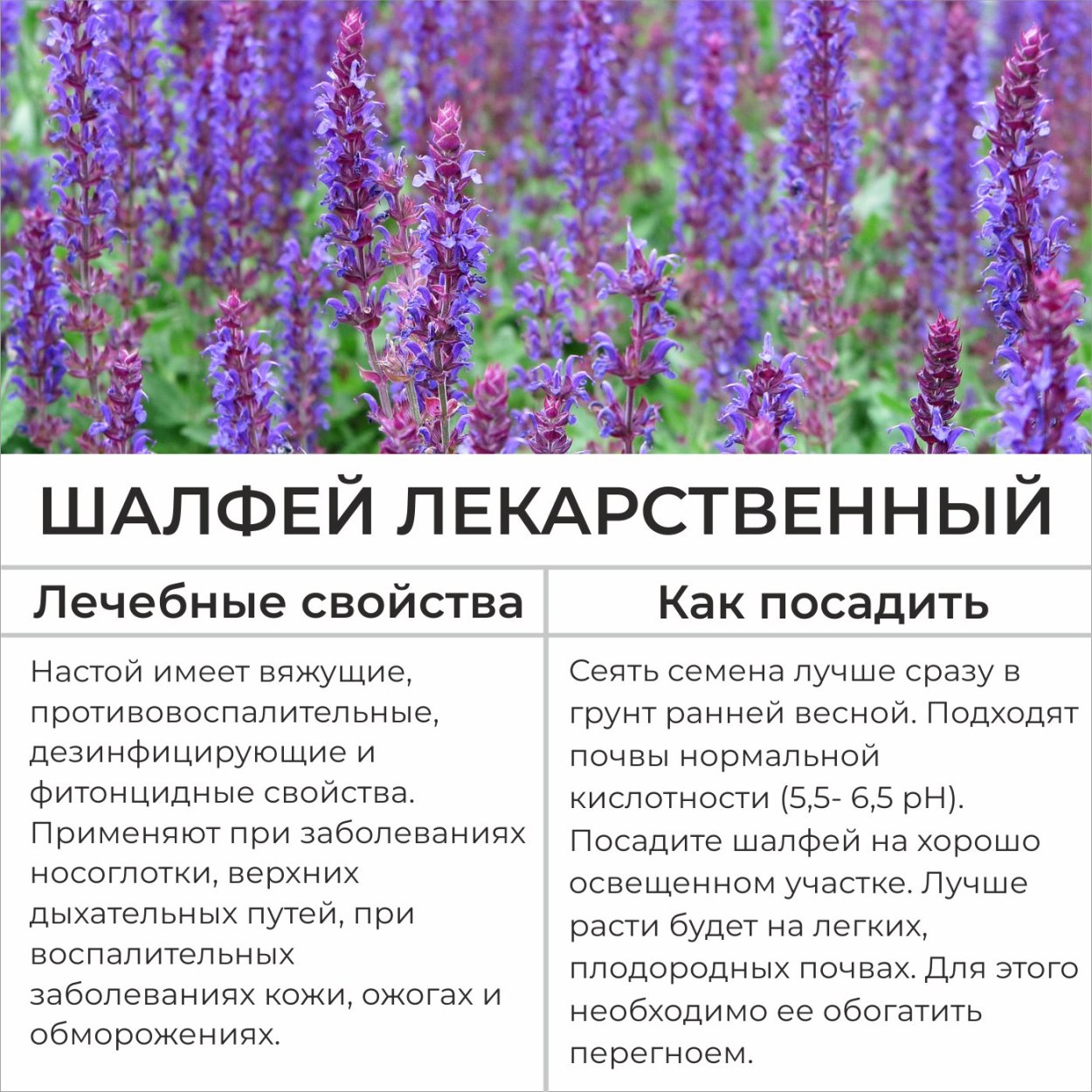 Шалфей целебные свойства растения