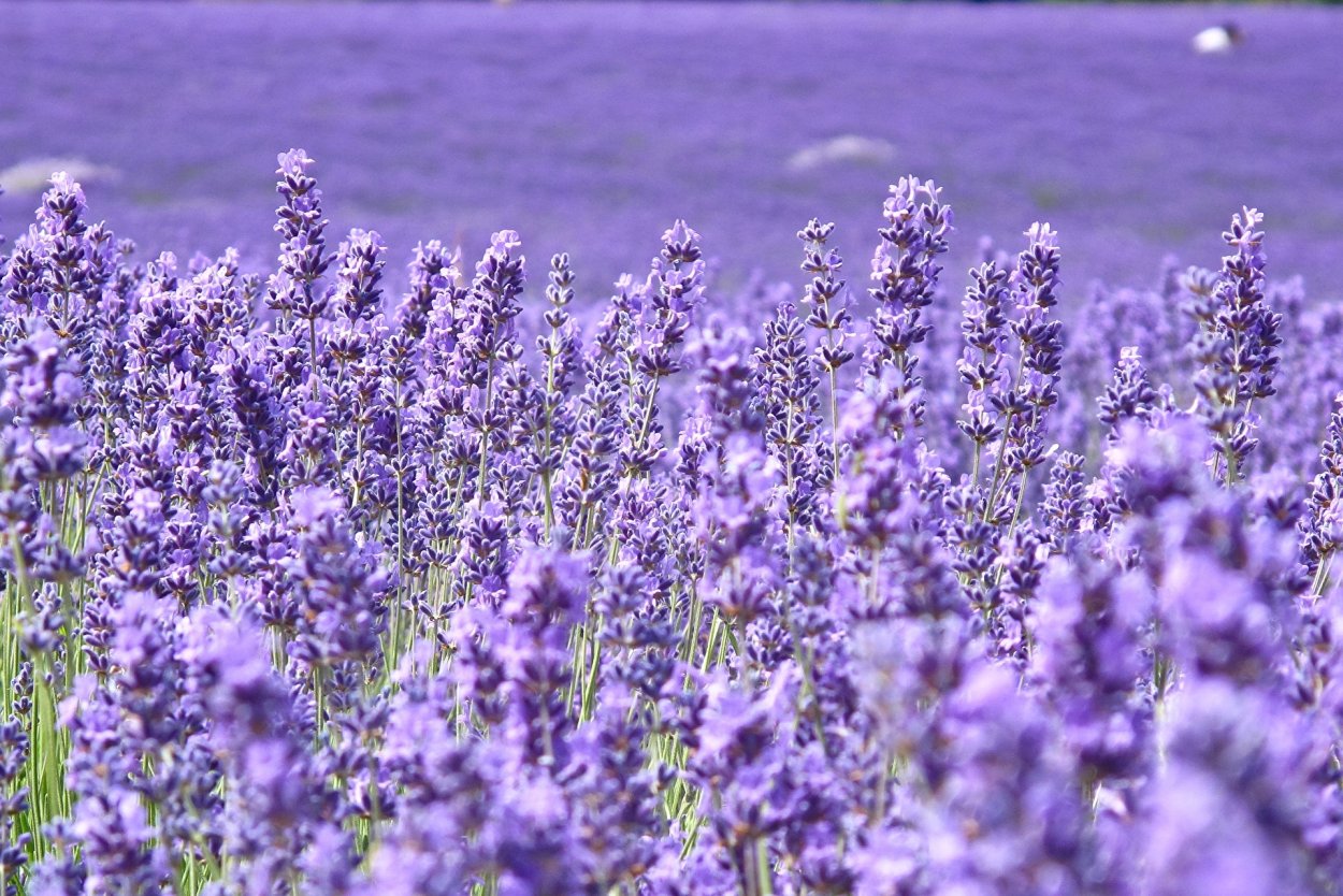 Шалфей лекарственный Purple Beauty