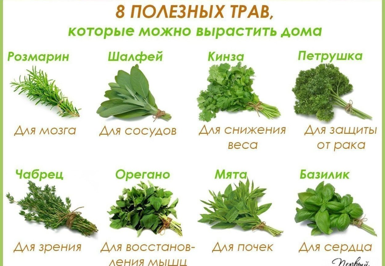 Шалфей Майнахт