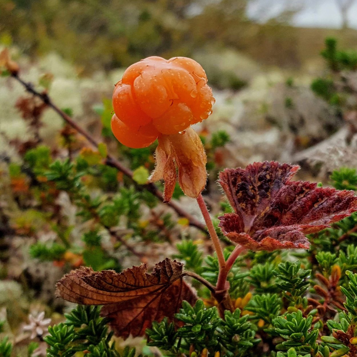 Тундровая Морошка