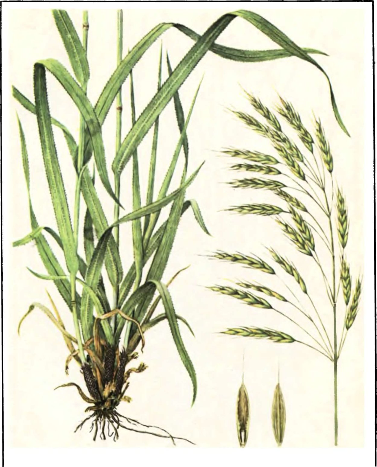 Костер безостый (Bromus inermis