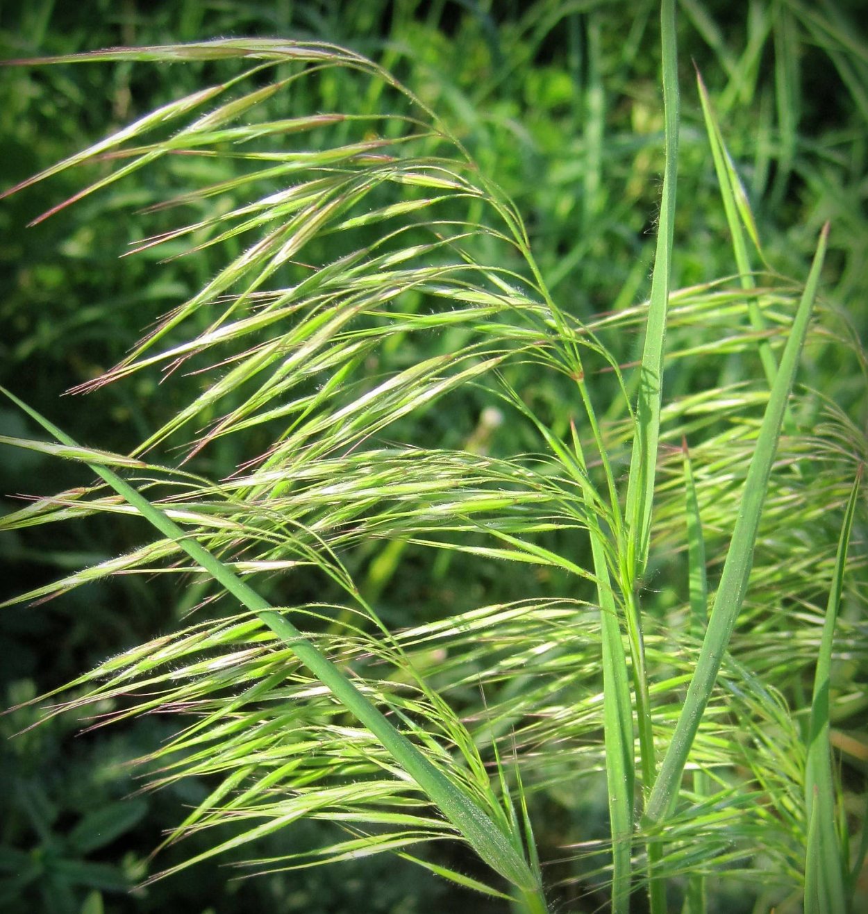 Костёр ржаной (Bromus secalinus)