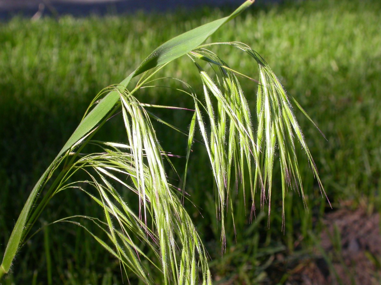 Костер кровельный (Bromus tectorum)