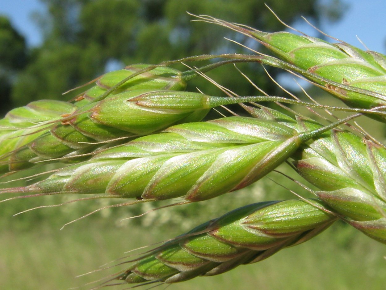 Костёр ржаной (Bromus secalinus)