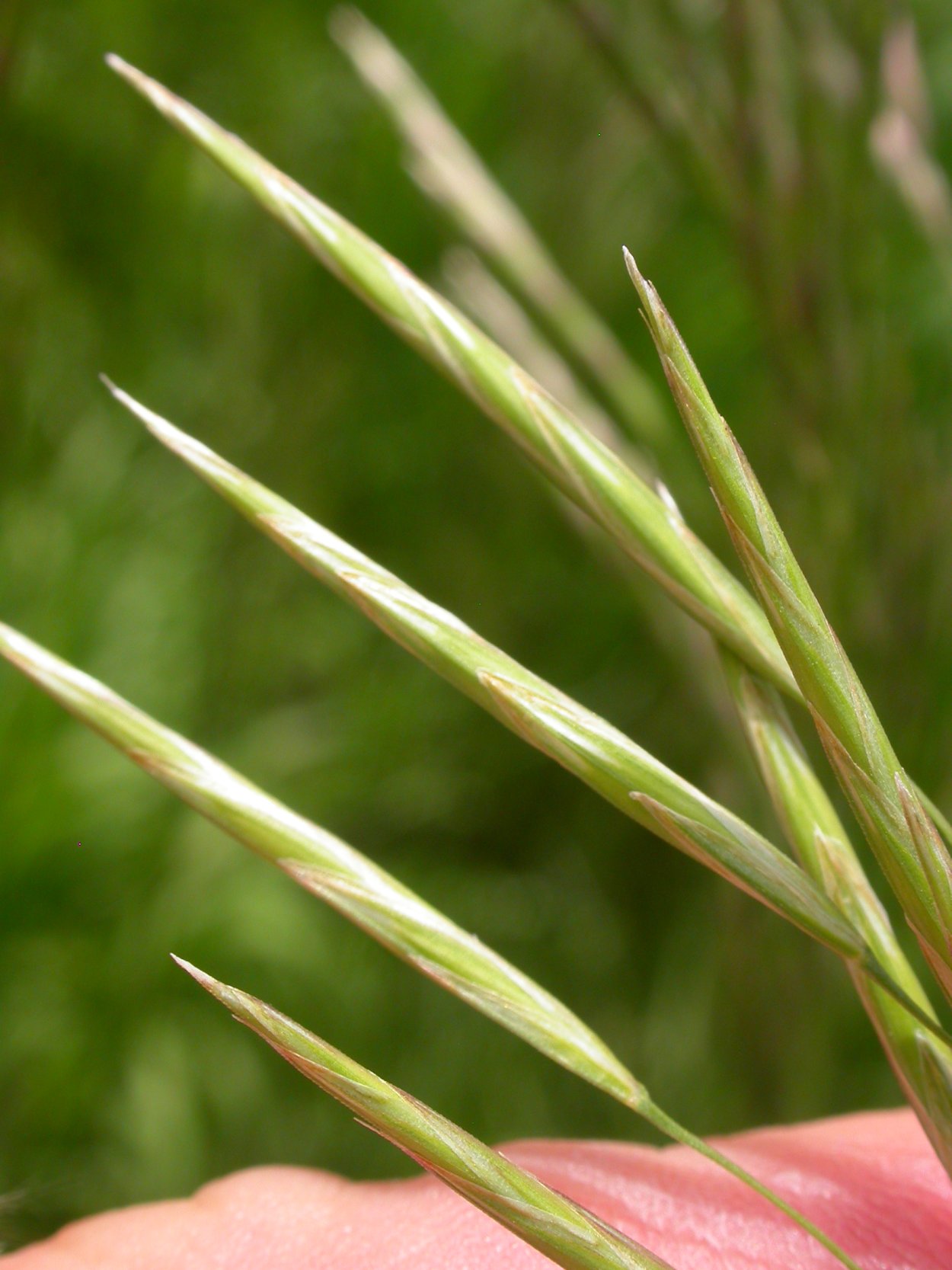 Костёр ржаной (Bromus secalinus)