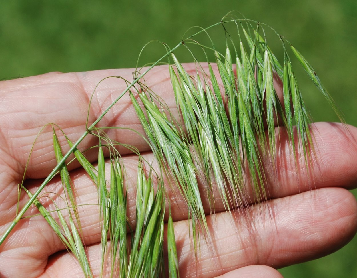 Костер полевой (Bromus arvensis)