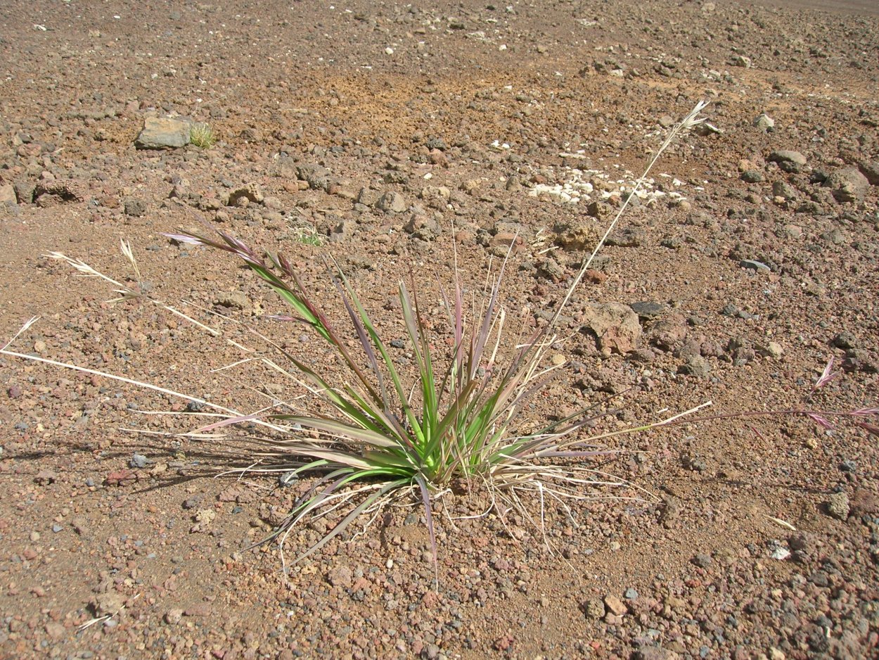 Костер полевой (Bromus arvensis)