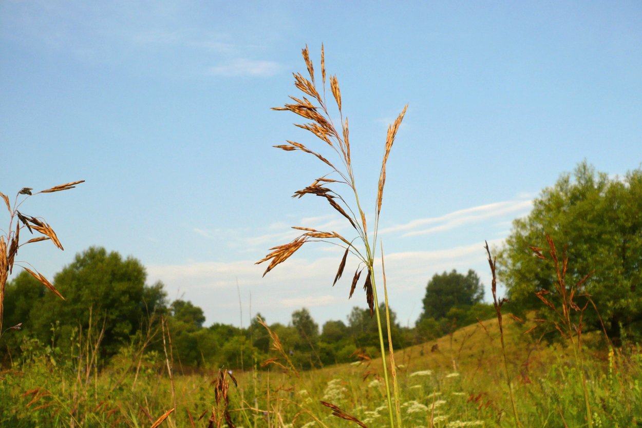 Bromus catharticus