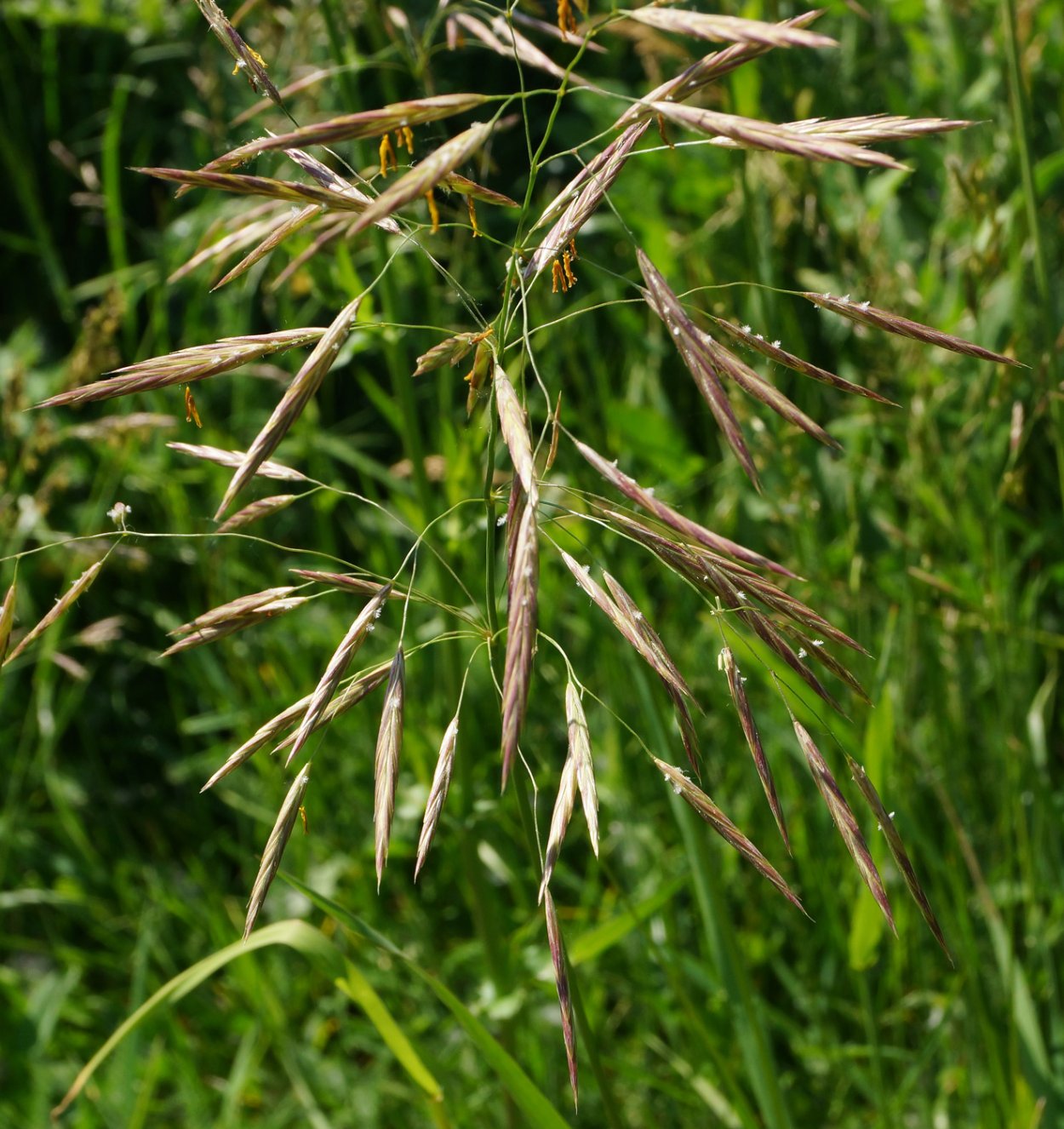 Костёр ржаной (Bromus secalinus)
