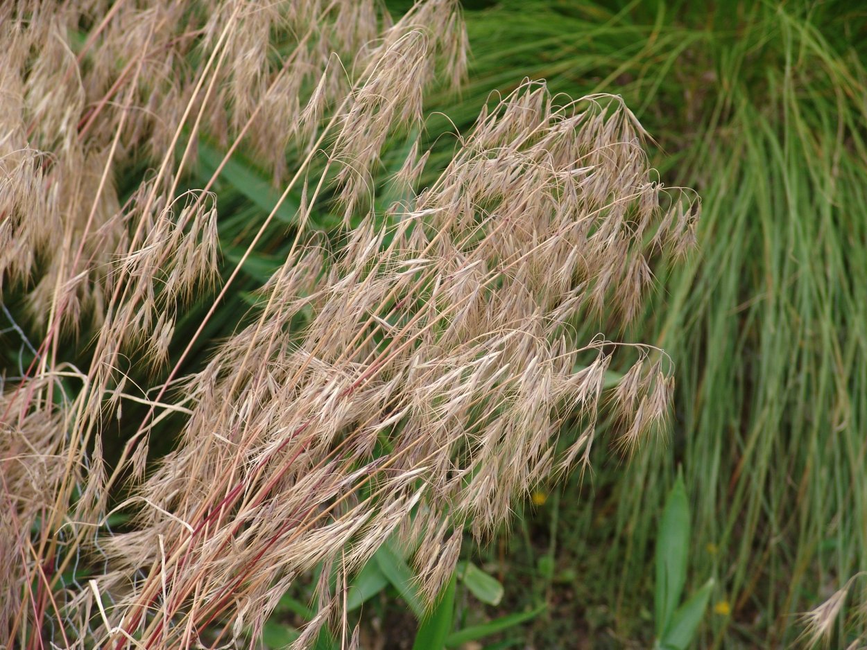 Костёр ржаной (Bromus secalinus)