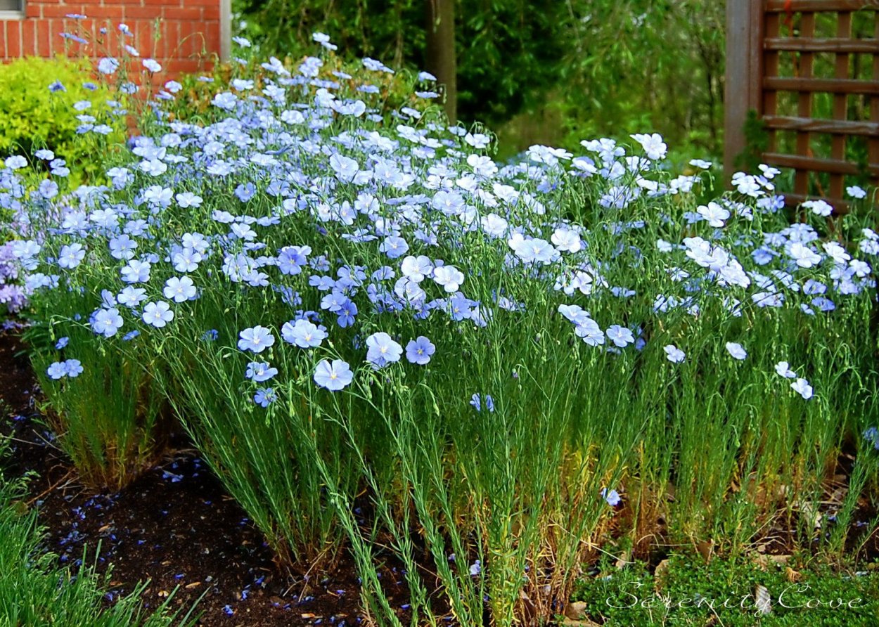 Синяк белеющий, Echium candicans,