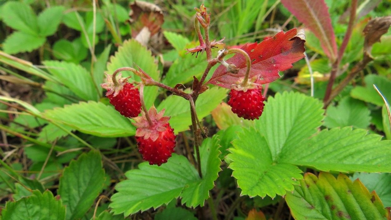 Fragaria vesca земляника обыкновенная