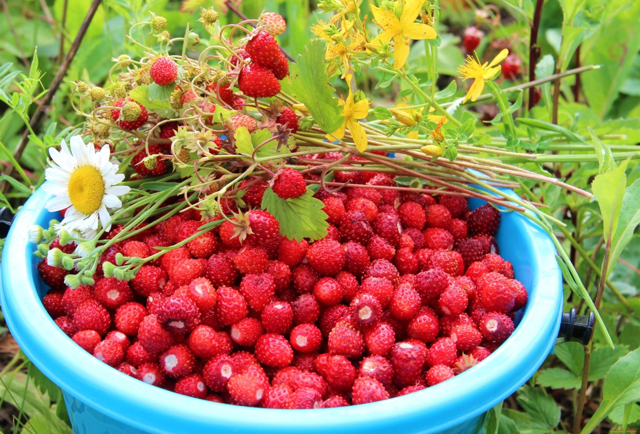 Клубника Полевая