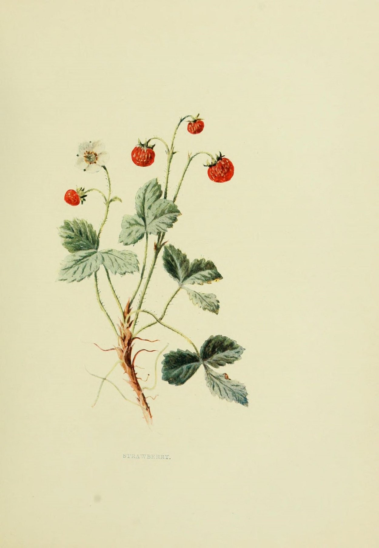 Fragaria vesca Ботаническая иллюстрация