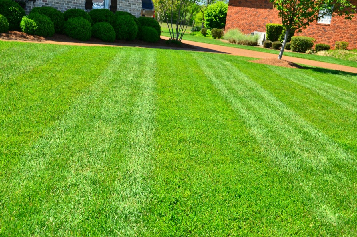 Lawn grass газонная трава "чемпион"