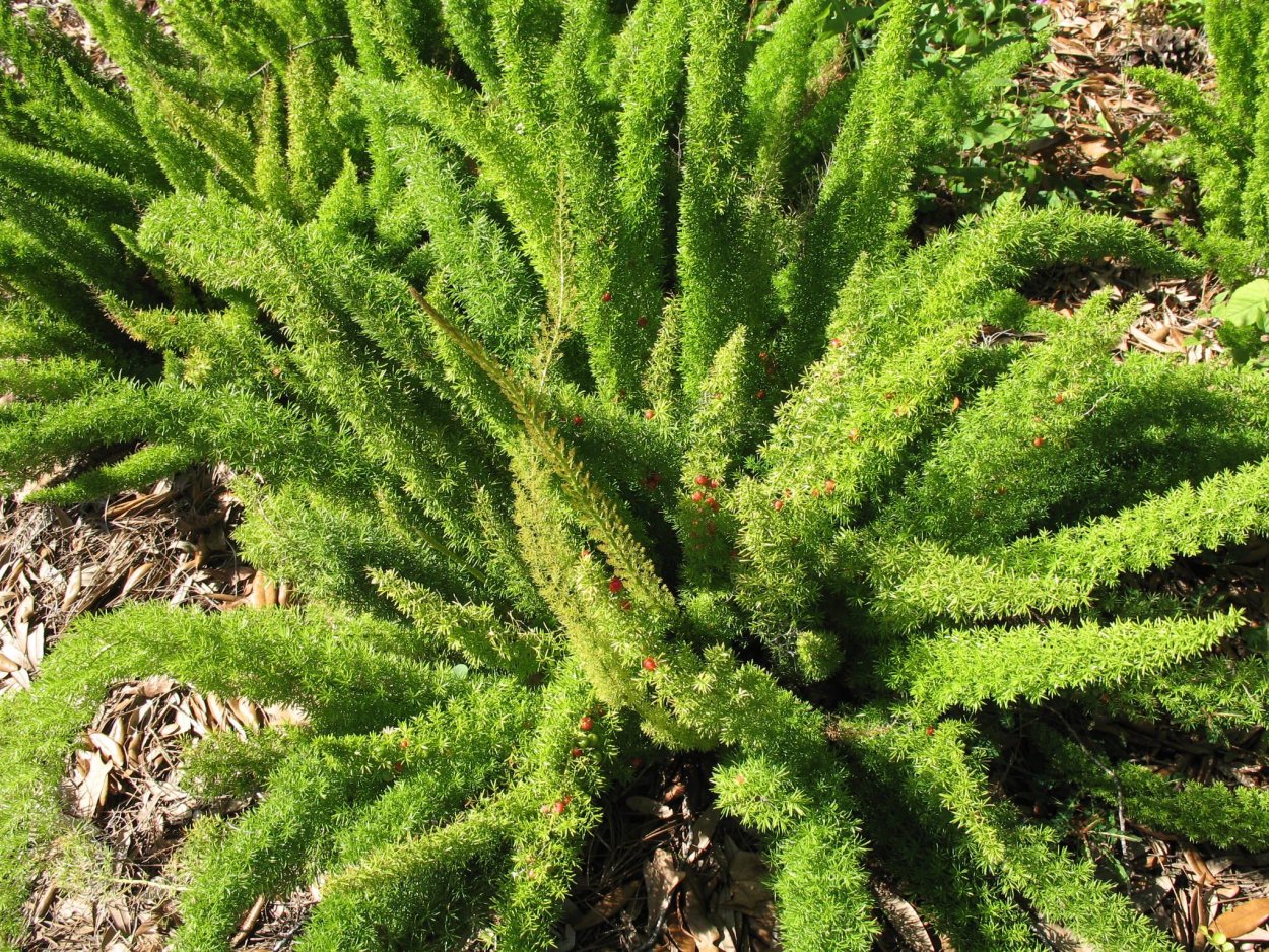 Аспарагус Asparagus setaceus pyramidalis