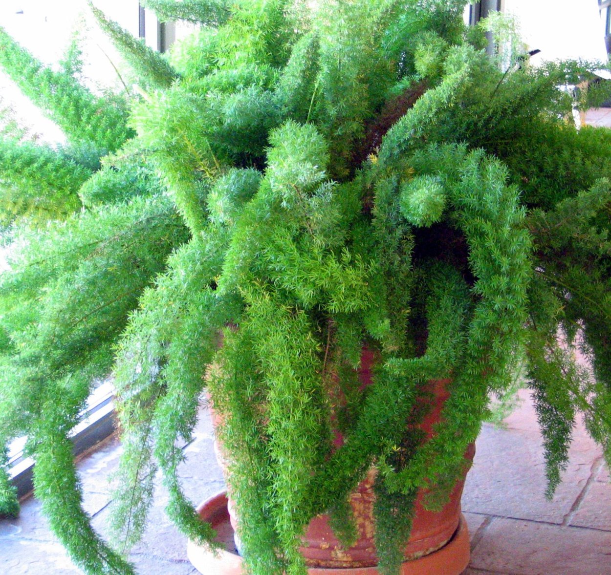 Аспарагус plumosus