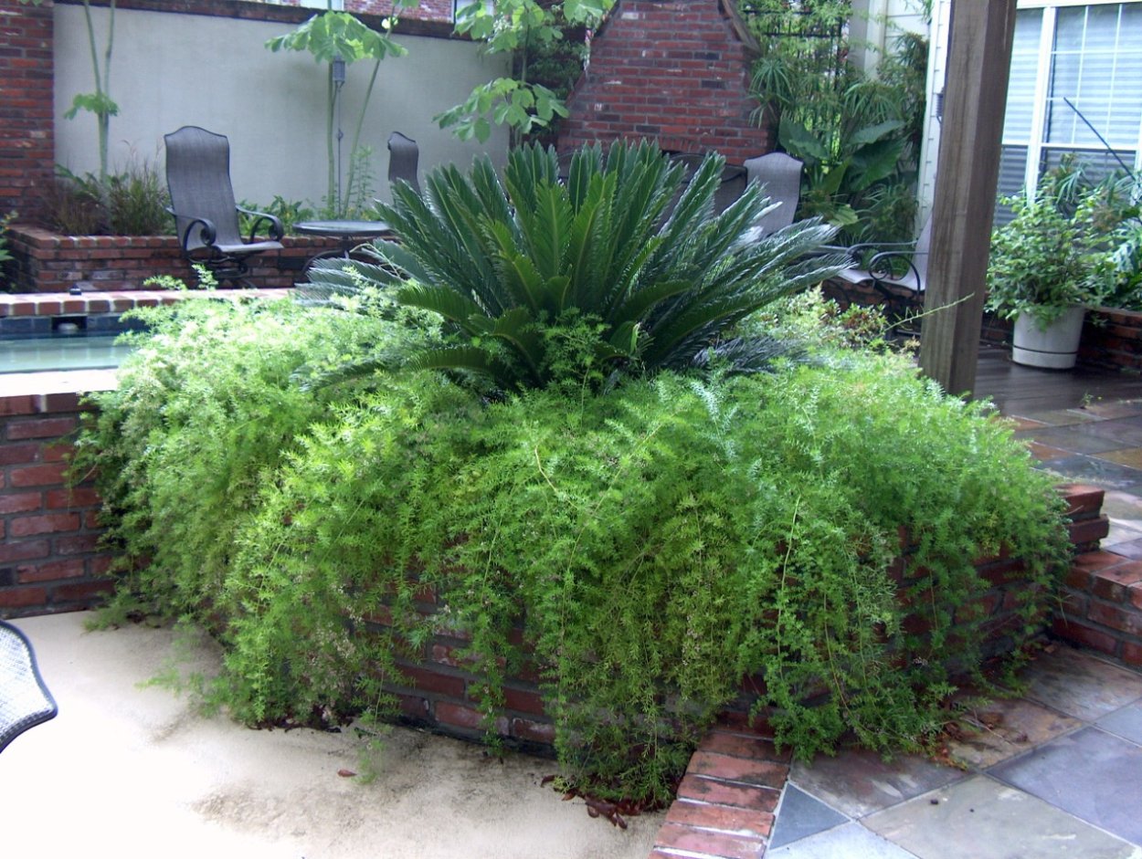 Polystichum lonchitis