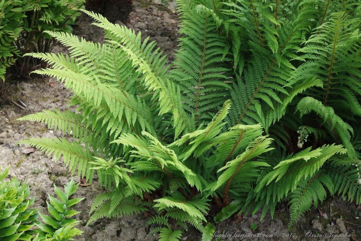 Папортник "Plume Fern Green"