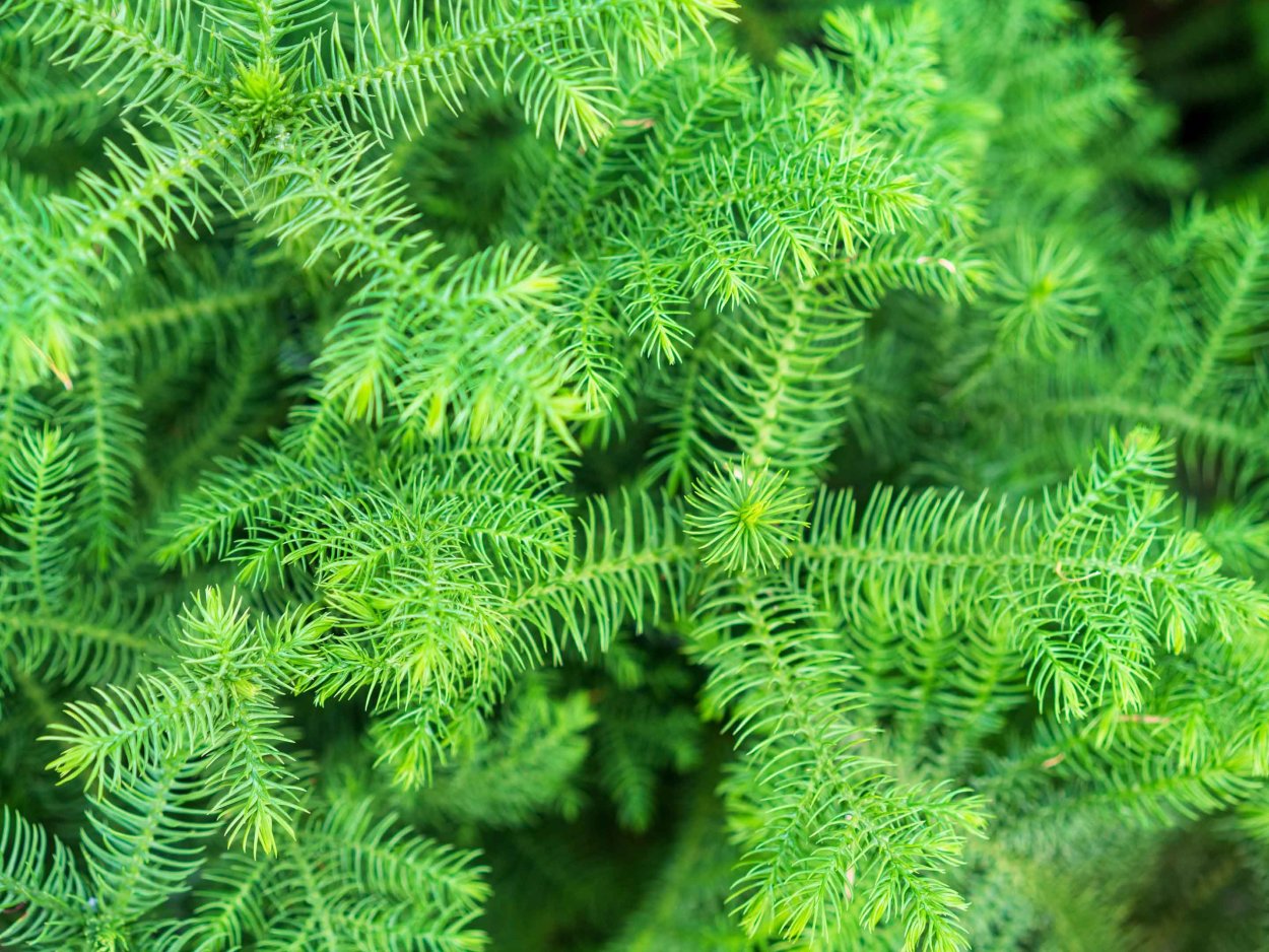 Asparagus plumosus nanus