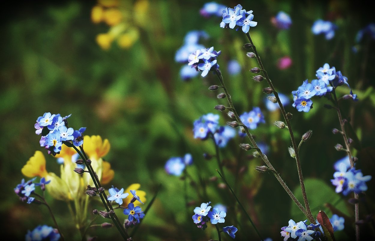 Незабудка Полевая (Myosotis arvensis)