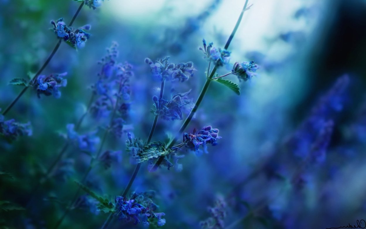 Синяя природа