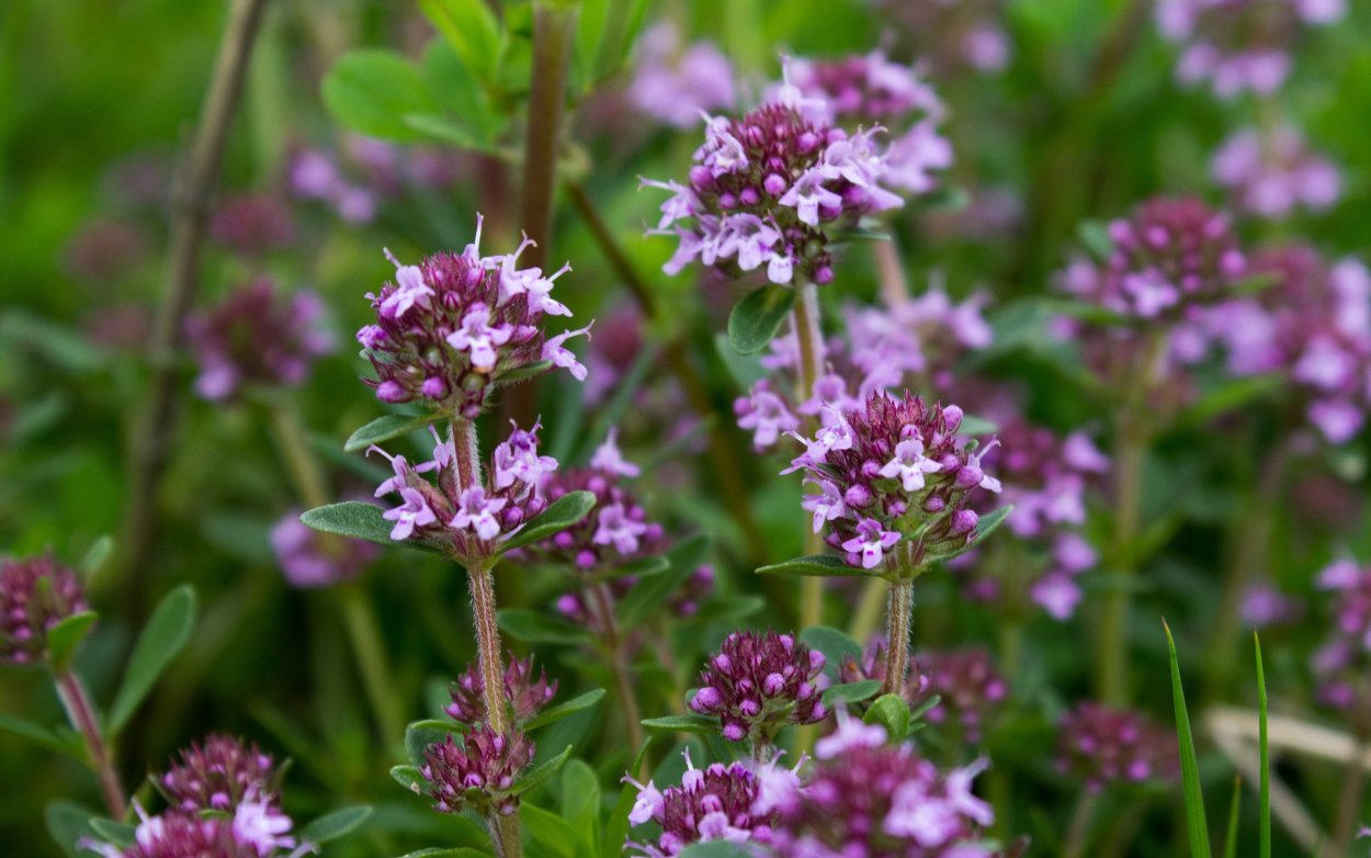 Душица обыкновенная Origanum vulgare l.