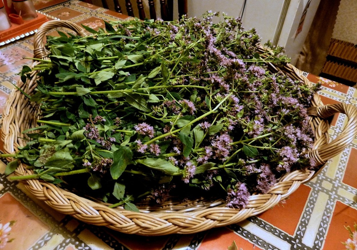 Душица сирийская