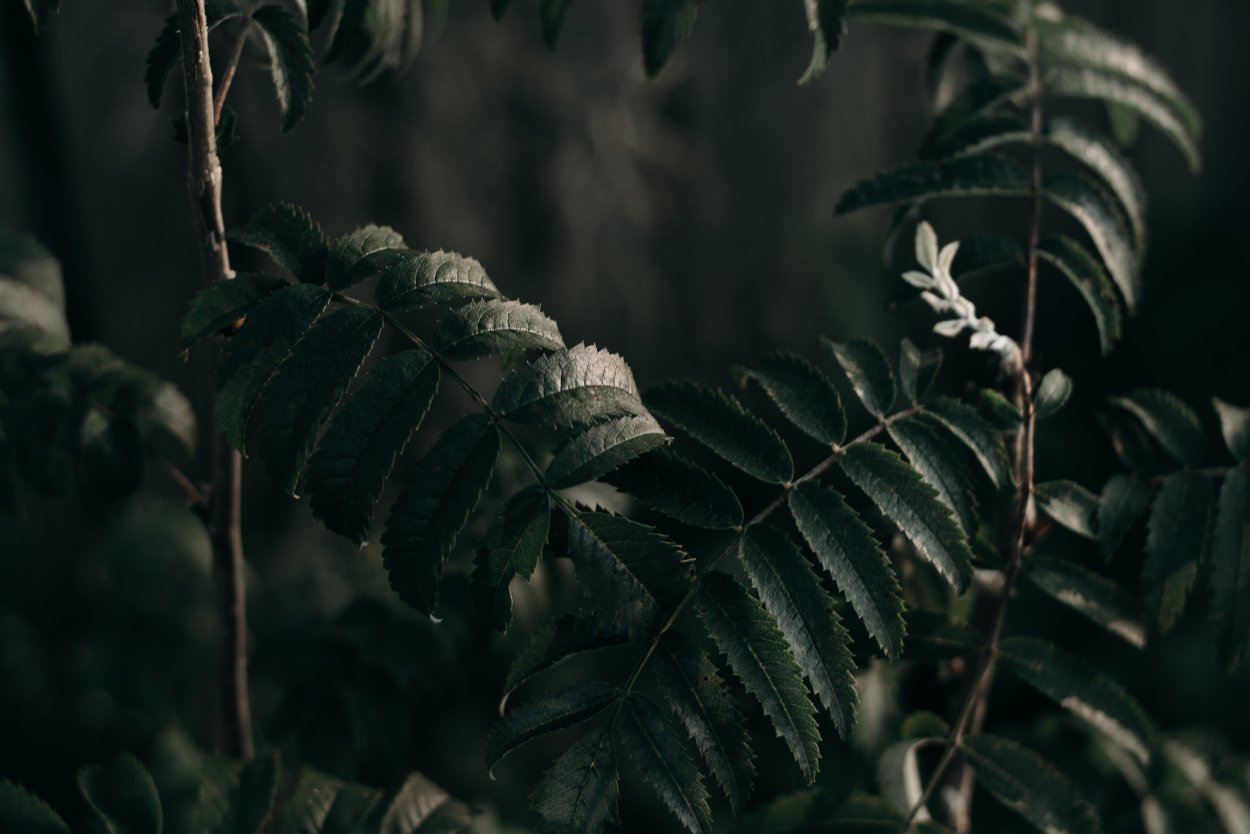 Aesthetic Woodland Garden