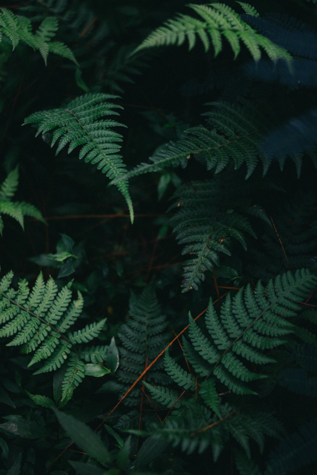 Tree Fern корни папоротника