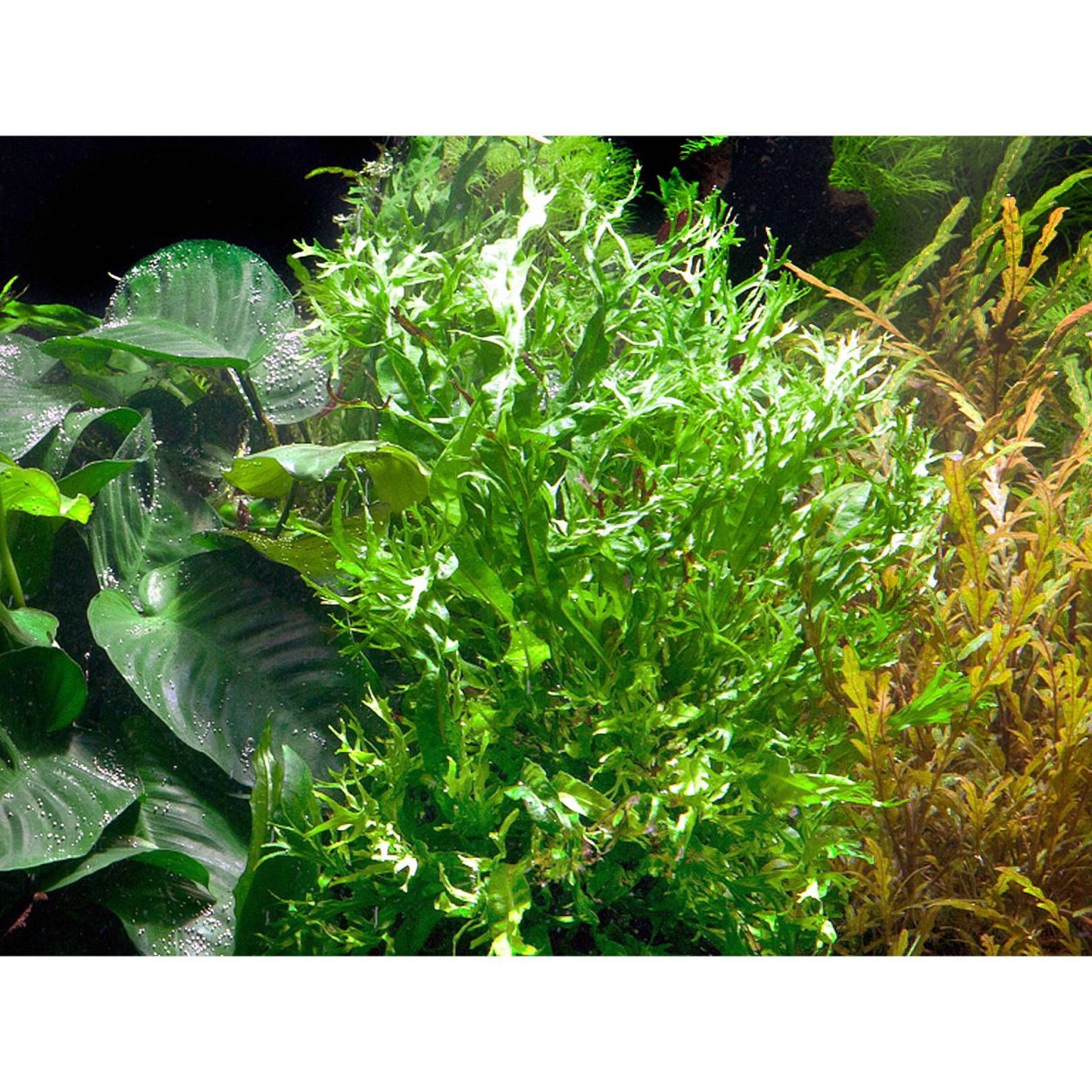 Папоротник Винделова (Microsorum «Windelov»)
