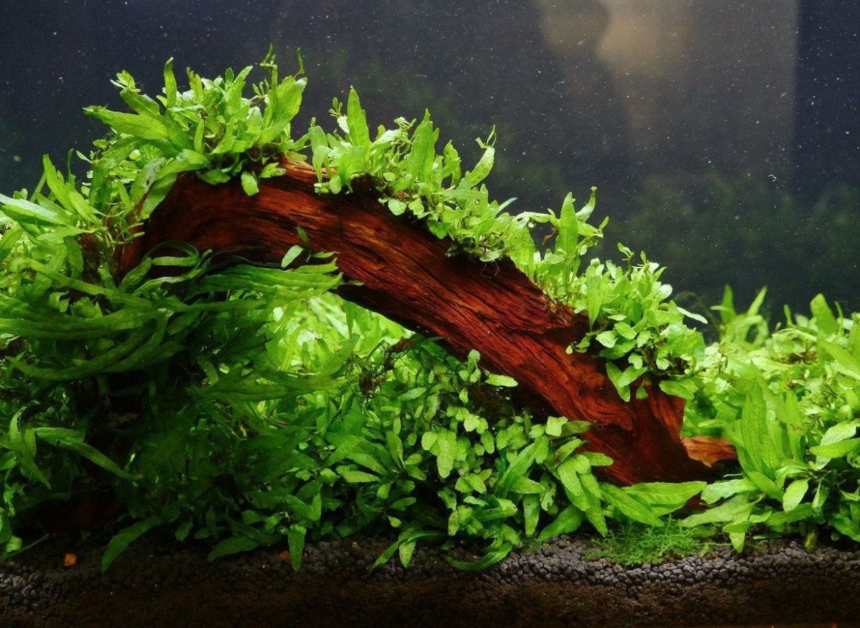 Microsorum Mini Coral