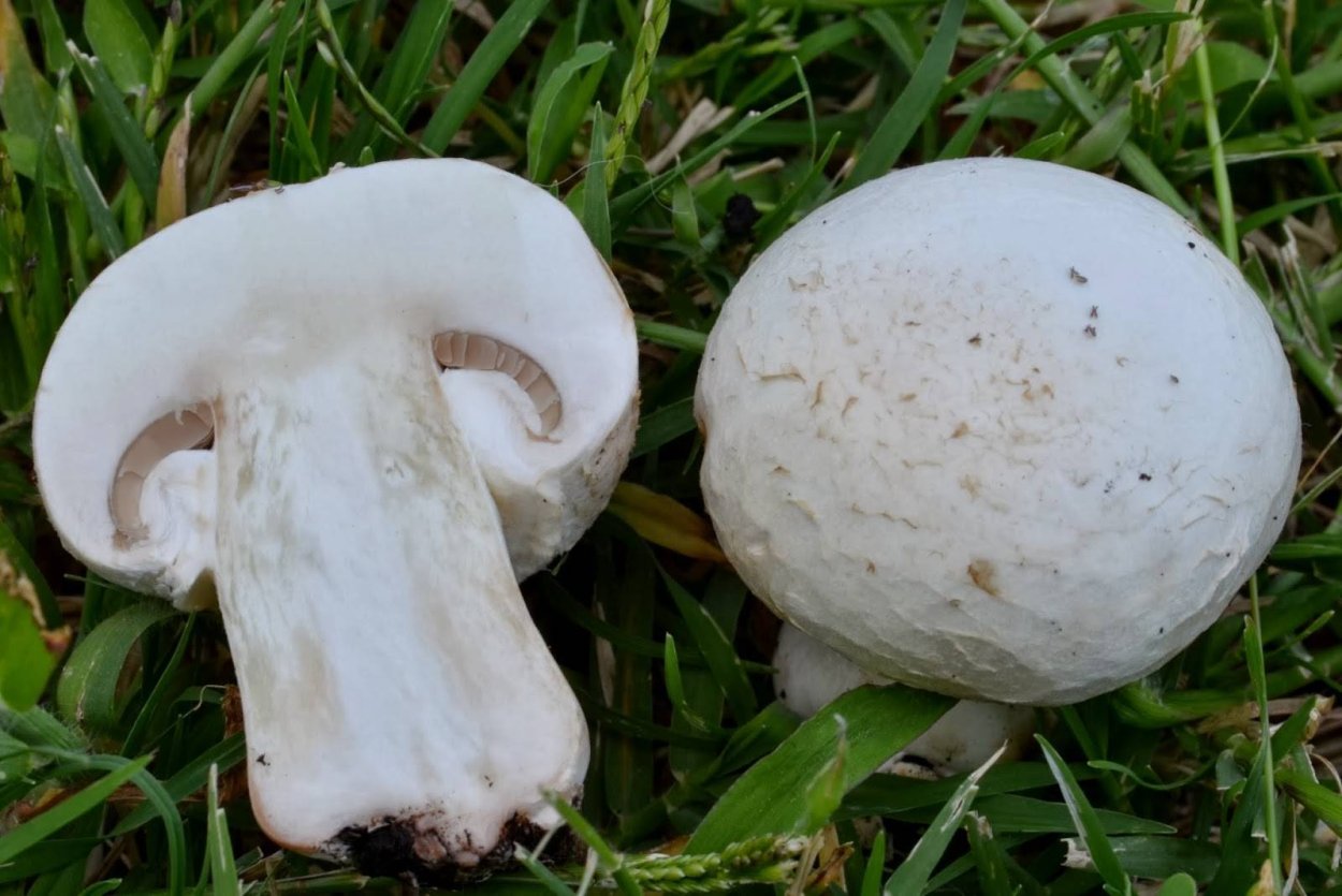 Шампиньон плоскошляпковый Agaricus placomyces