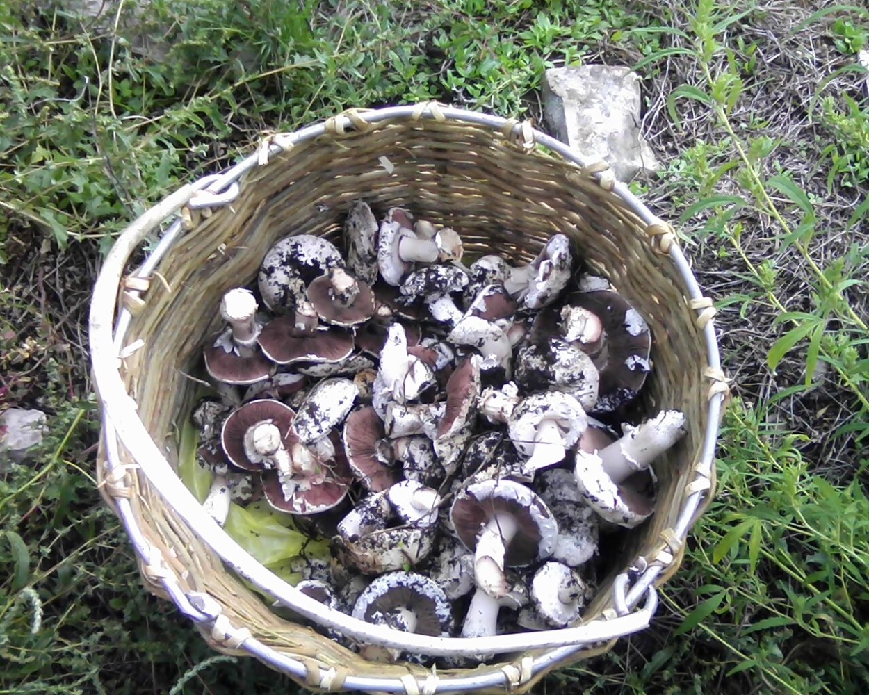 Луговой белый гриб