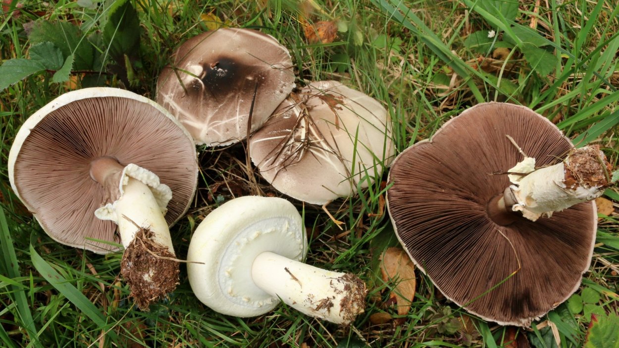 Шампиньон Луговой Agaricus Campestris