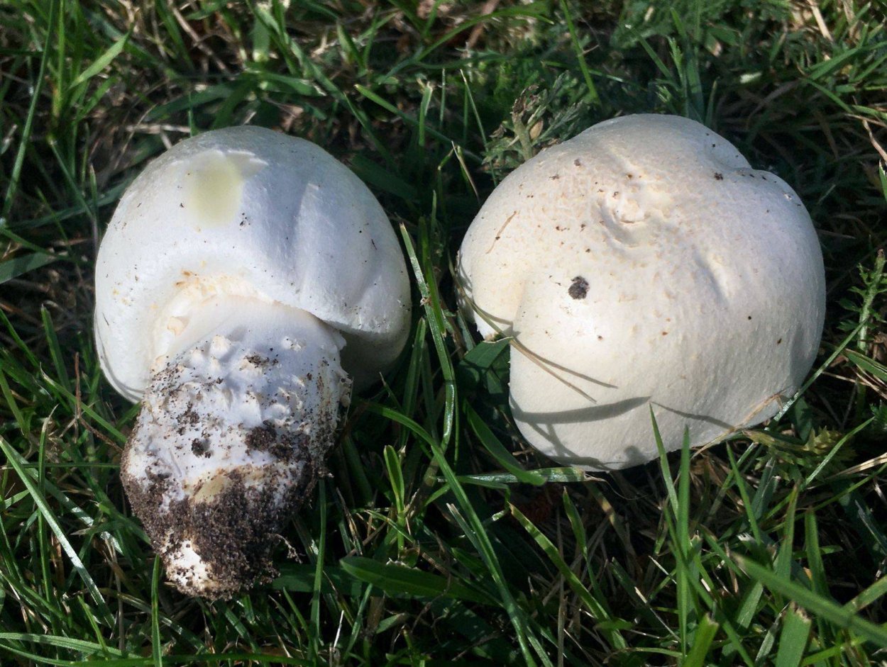 Шампиньон двуспоровый (Agaricus bisporus)