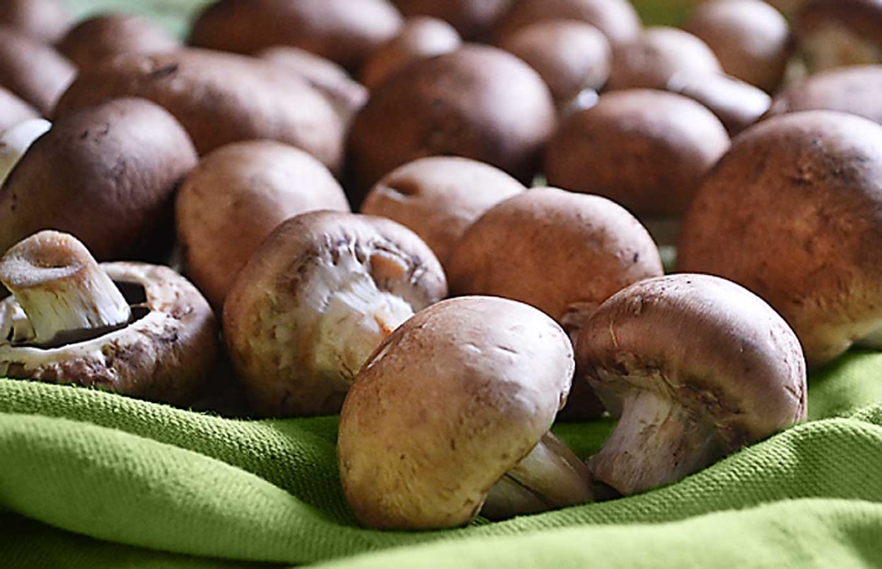 Шампиньон полевой Agaricus arvensis