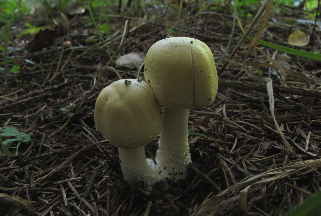 Шампиньон полевой Agaricus arvensis