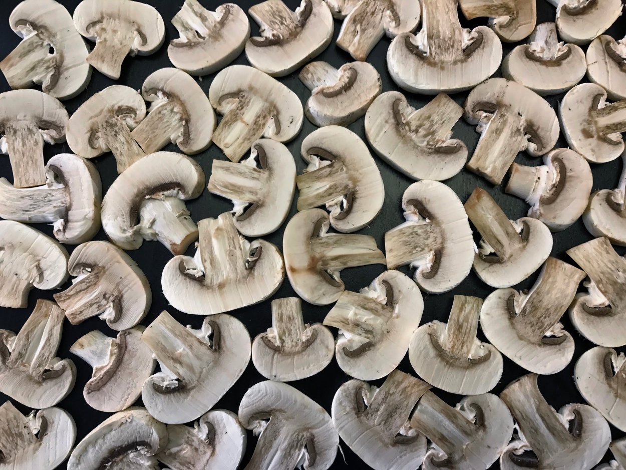 Agaricus arvensis Schaeff. — Шампиньон полевой