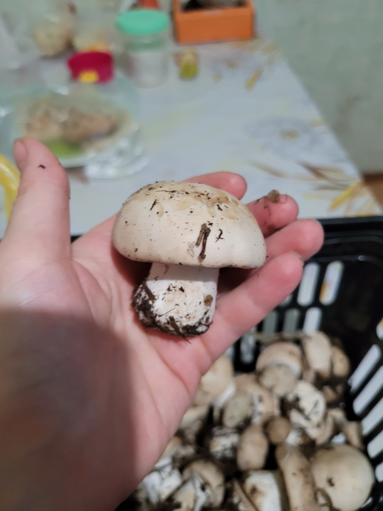 Шампиньон Луговой Agaricus Campestris