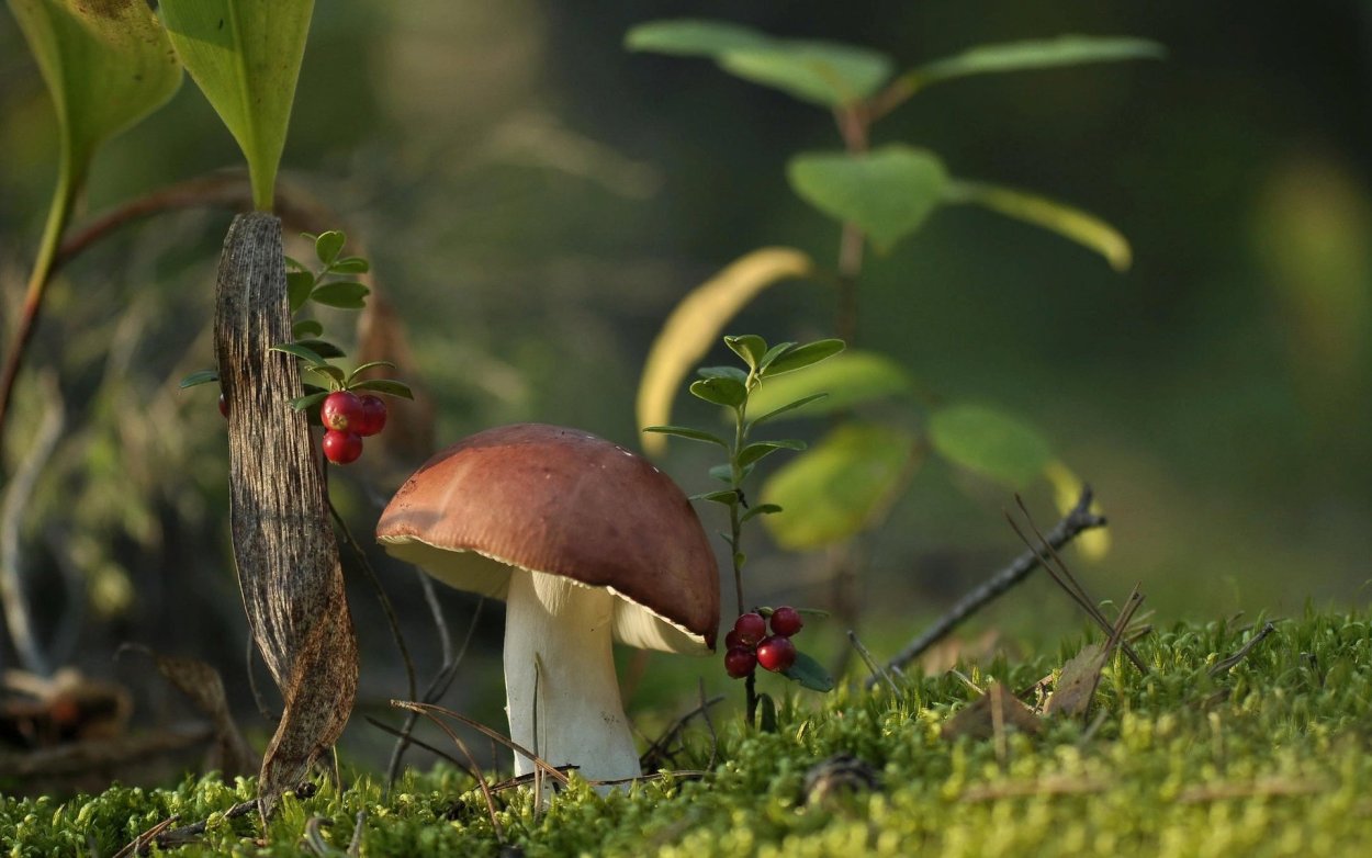 Agaricus bisporus - шампиньо́н двуспо́ровый