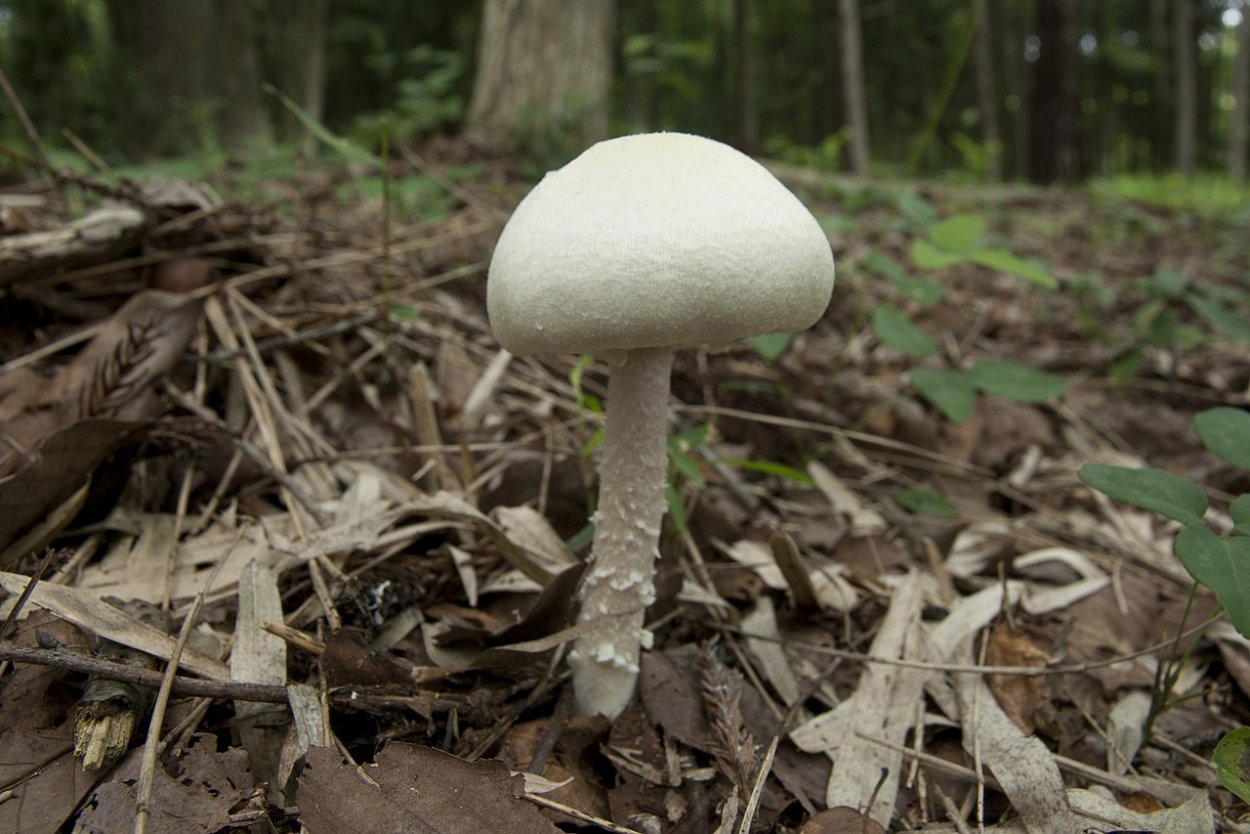 Шампиньон перелесковый Agaricus silvicola