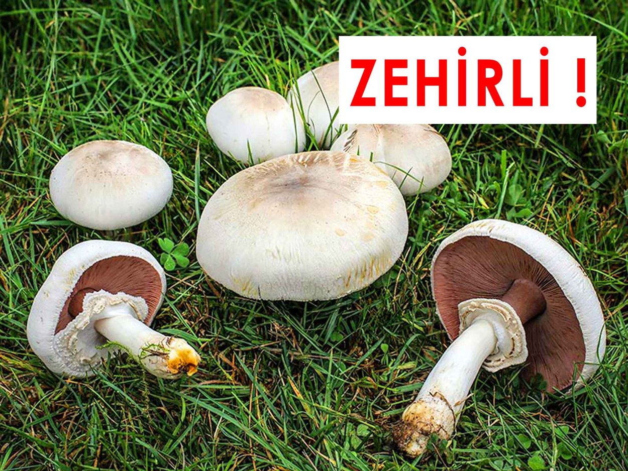 Несъедобные грибы в лесу