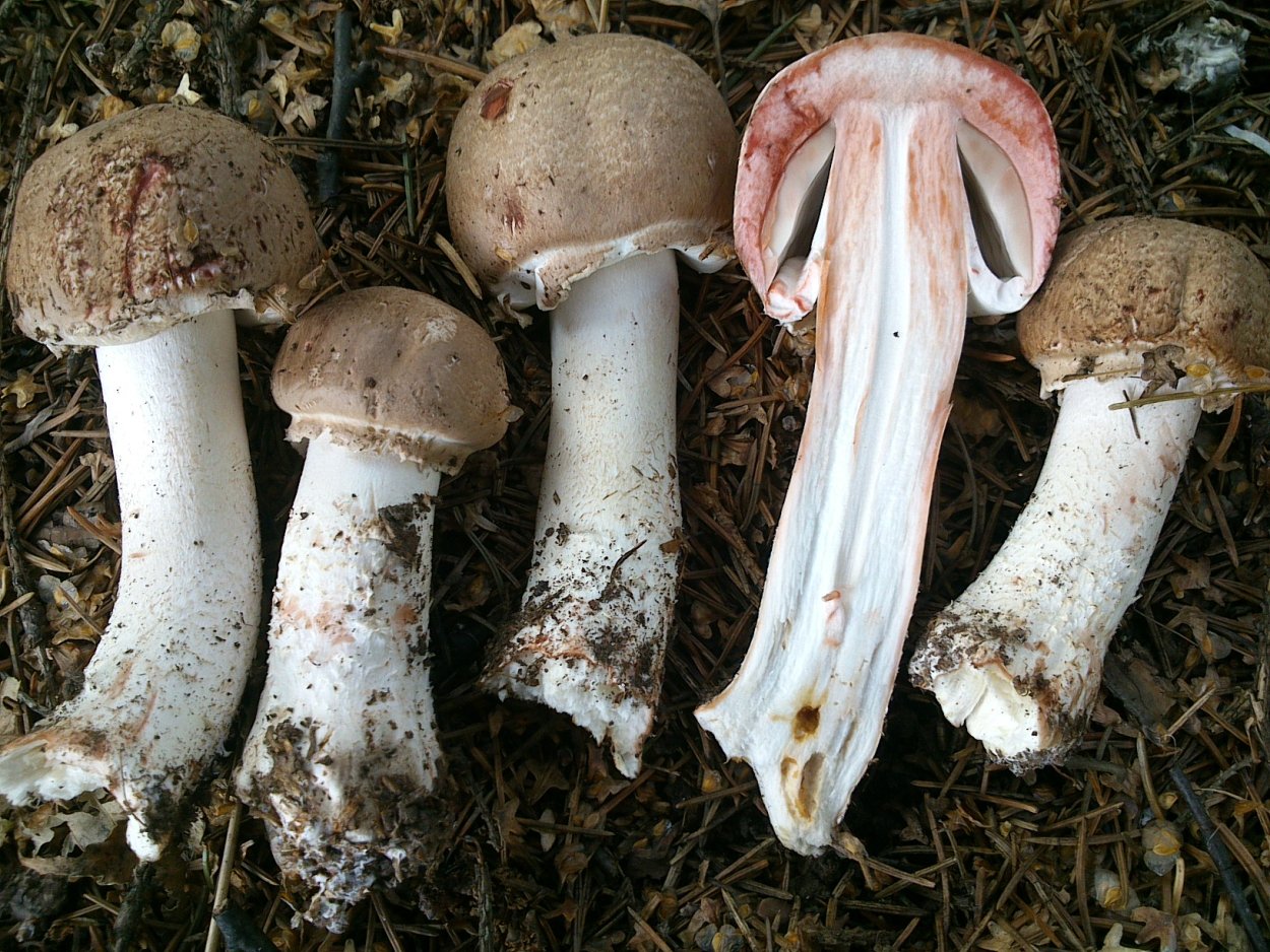 Шампиньон Луговой Agaricus Campestris