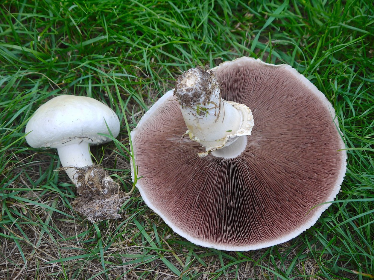 Agaricus hondensis