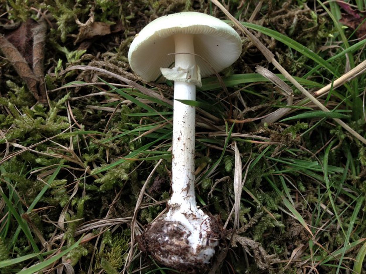 Шампиньон Луговой Agaricus Campestris