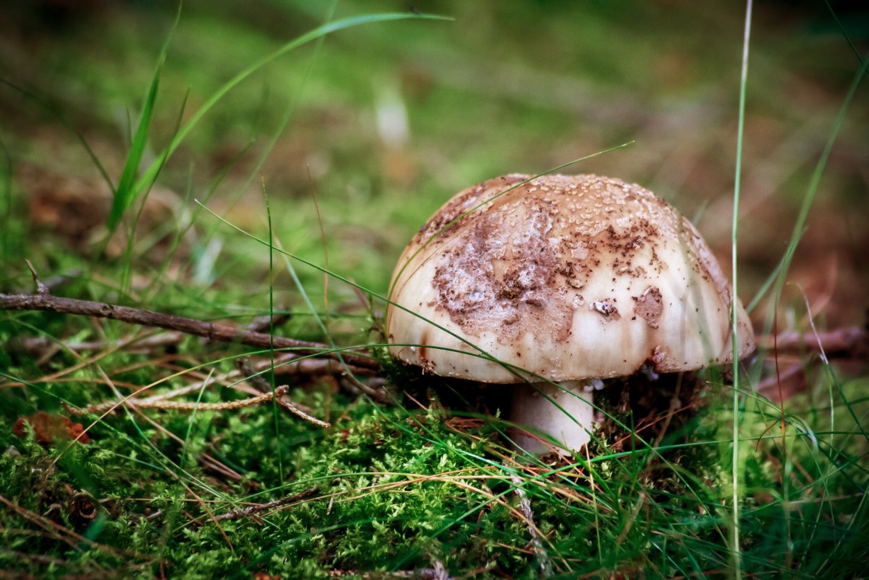 Шампиньон плоскошляпковый Agaricus placomyces